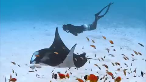 The underwater life is so beautiful and so peaceful