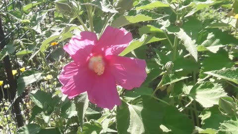 Hibiscus blossomed