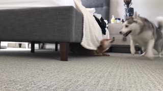 Dogs play high intensity game of tag