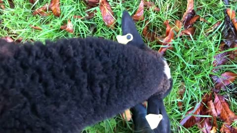 Most sheep love to eat horse chestnuts & snuffle about for them except