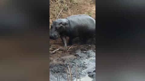 Hippo crushes buck that's stuck in the mud after wild dogs chased It 😱