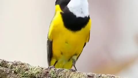 white and yellow bird || sound cuckoooo || looking cool and nice video ||