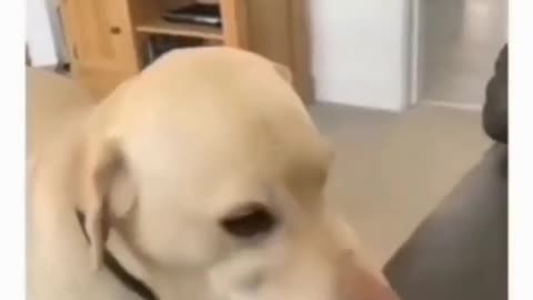 Funny animal videos I found on Instagram and Tiktok