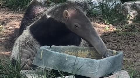 What a cute anteater