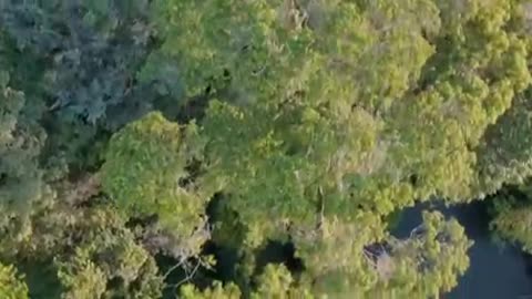 Bolsonaro: Ações do Min do Meio Ambiente no Pantanal