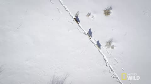 Hunting With the Dark Wolf / Wild Yellowstone