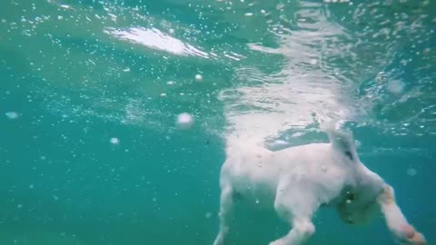 Watch how the dog learns to swim