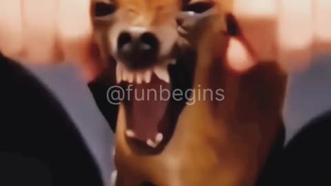 Funny videos Dog the rider😂🤣