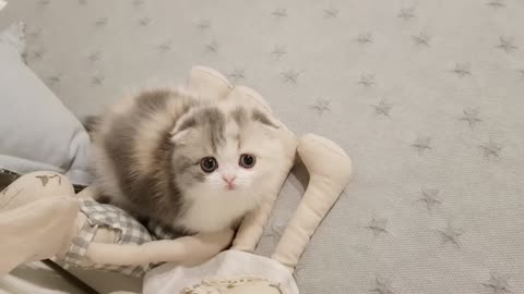 Cute kittan