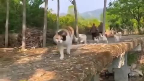 Funny animals 2023😆 - Funniest Cats and Dogs Video🐕🐈249 #shorts