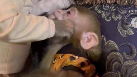 Funny monkey