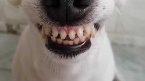 Funny Dog Can Smile 😂😂 - He Has Better Teeth Than Me 😂😂