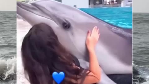 Funny dolphin video 😂