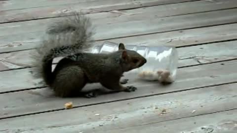 Stupid Squirrel Tricks 2_ Squirrel Faces a New Challenge