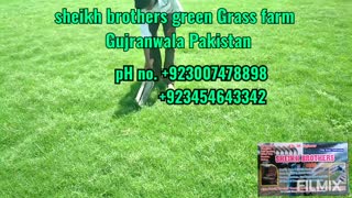 American grass fine Dhaka grass F1 quality