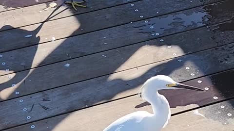 Two egrets