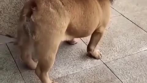 New funny video dog