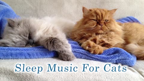 Music That Can Make Your Cat Sleep in Minutes