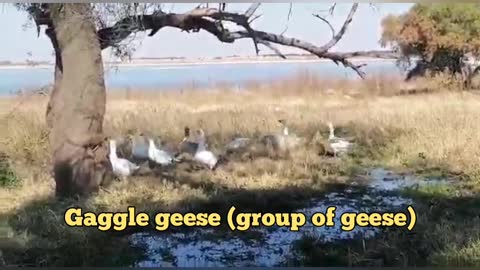 Gaggle of geese (group of geese)