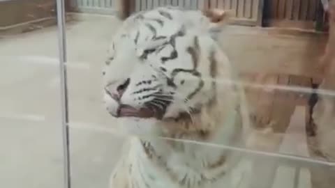 Funny animal videos Amazing