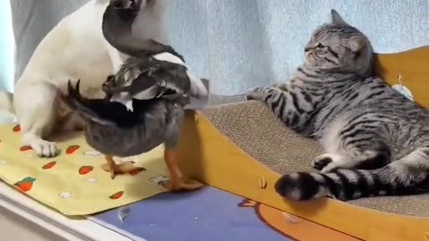 Pet Animal Funny Work Dog's Duck And Cat 🐈