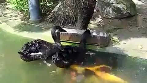 Fish and ducks