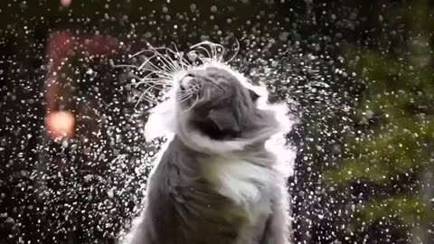 Cute cat in rain