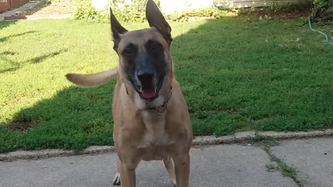 Before You Get A Belgian Malinois- WATCH THIS