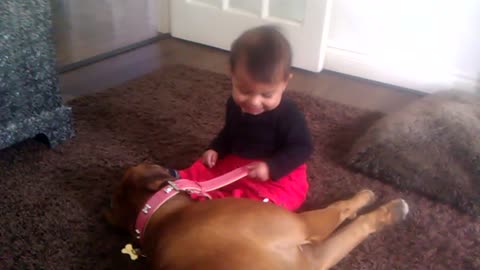 Boxer dog shows adorable baby who is boss