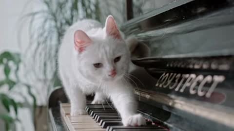 cat is playing the piano 🎹