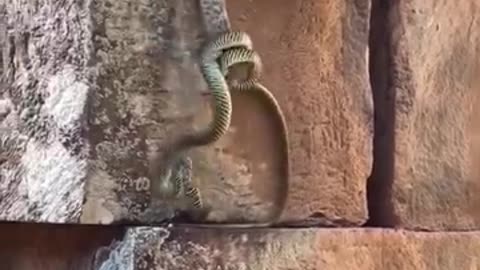 Snake fighting