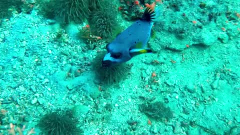 Annoyed peffer fish cant Shake of determined cleaner fish