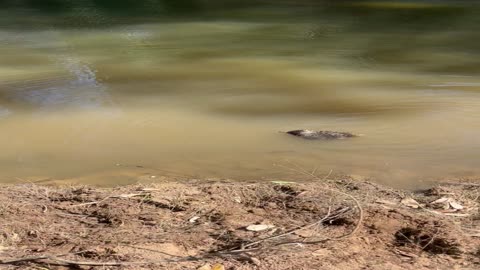 Swimming Echidna