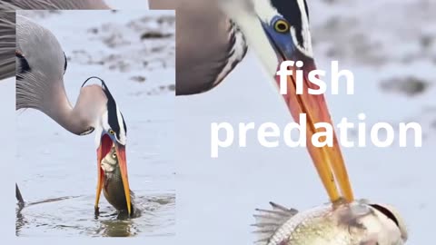 fish predation