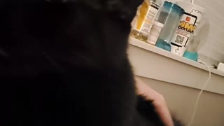 Cat Licks the Air When Being Pet