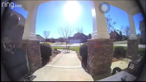 Watch How This Dog Uses a" Ring Doorbell to Get Back in the House