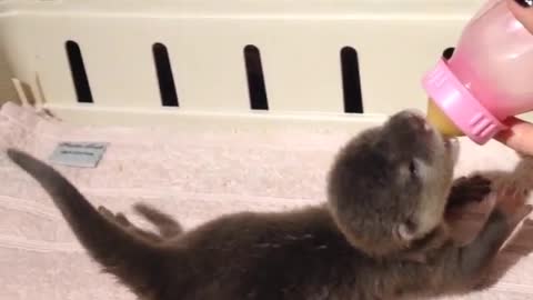 Happy Otter Wags Her Tail As Response To Being Bottle-Fed