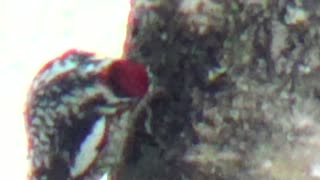 Woodpecker