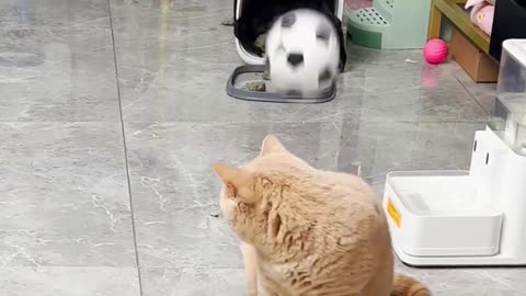 yellow cat playing football and the end