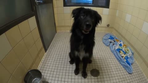 Vader is available for adoption at Denver Animal Shelter