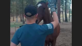 Parker (National Show Horse) Backs Up by Verbal and Hand Command for Treats