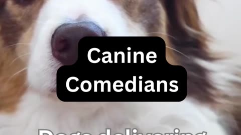 Canine commedians