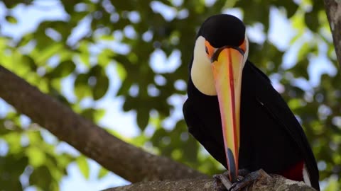 Tucan playing on tree