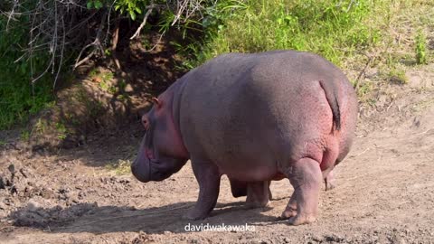 Baby hippo walking towards the water with its mother