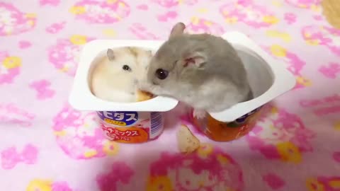 hamster stealing