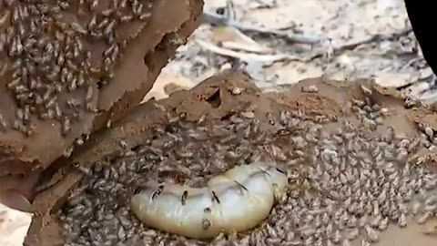 Why Termites Lick Their Own Queens to Death Shorts