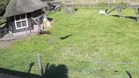 Farm animals come together to save a chicken from a hawk attack