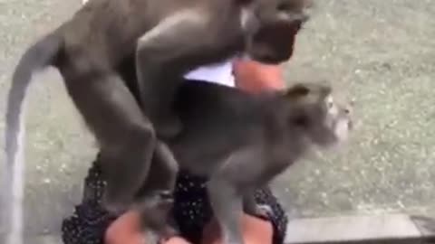 Monkey Business