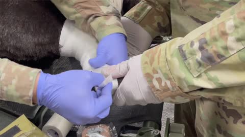 Army medics train to care for military working dogs