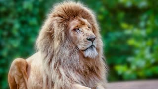 Proud Lion Relaxing With Moving Hair Free To Use Loop Video (No Copyright)